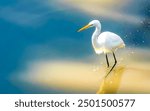 Great white heron egret herons egrets water bird birds walking around in tropical swamp river lake nature in Zicatela Puerto Escondido Oaxaca Mexico.