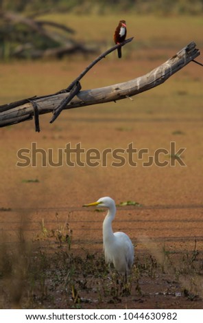 Similar – White stork in a field