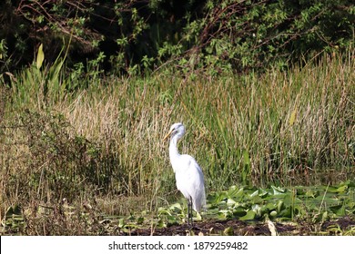 Great White Heron In Largo, FL