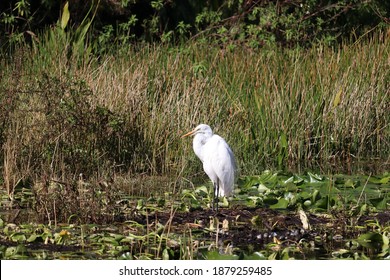 Great White Heron In Largo, FL