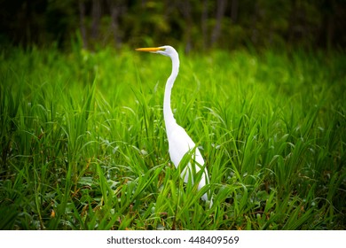 Great White Heron In Lush Green Grass In The Amazon Rain Forest Near Iquitos, Peru