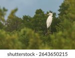 Great White Heron perched on a branch in the Florida Keys