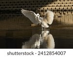 A great white heron running across the water to catch a fish, Tancheon, Seongnamsi, Korea