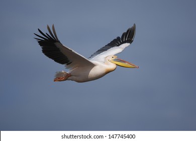 21,506 Great white pelican Stock Photos, Images & Photography ...