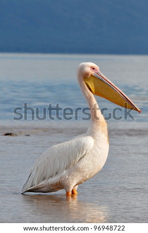 Great white Pelican