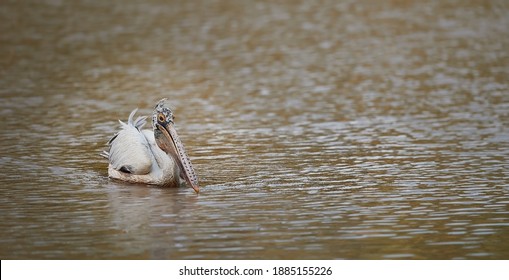 The great white pelican is distinguished from all other pelicans by its plumage. Its face is naked and the feathering on its forehead tapers to a fine point, other species are completely feathered.

