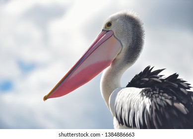 Great white pelican also known as the eastern white pelican, rosy pelican or white pelican. Pelecanus onocrotalus
