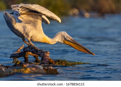 The Great White Pelican in its natural environment. Wild bird from Kerkini lake in Greece.