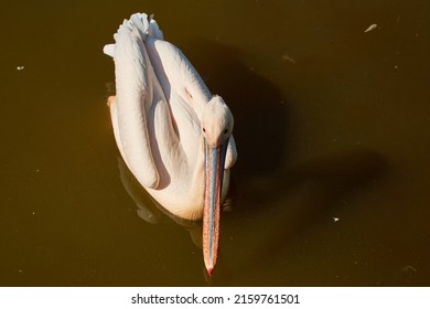 The great white pelican Pelecanus onocrotalus also known as the eastern white pelican, rosy pelican or white pelican