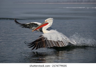 Great white pelican (Pelecanus onocrotalus) also known as the eastern white pelican, rosy or white pelican is a bird in the pelican family. It breeds from southeastern Europe through Asia.