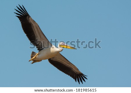 A Great White Pelican (Pelecanus onocrotalus) in flight