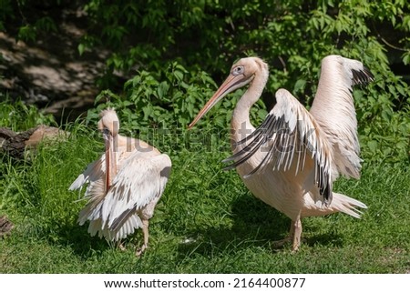 Great white pelican (Pelecanus onocrotalus) male showing impressive size of its wings to a female during mating season, bird in family Pelecanidae, other names: eastern white pelican or rosy pelican.