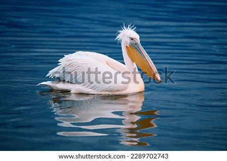A Great White Pelican (Pelecanus onocrotalus) swimming in the waters of lake Kirkini, Northern Greece