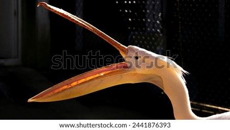 The great white pelican (Pelecanus onocrotalus) also known as the eastern white pelican, white pelican is a bird in the pelican family.