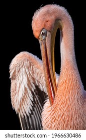 Great white pelican with pink plumage isolated on black background. Close-up portrait of the rosy pelican (Pelecanus onocrotalus) in breeding season cleaning breast feathers with its huge bill.