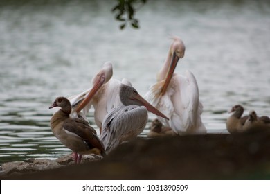 A Great White Pelican resting at lakeside of Wetland Putrajaya
