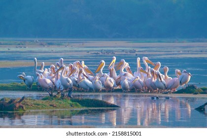 Great White Pelicans In Bharatpur, Rajasthan 