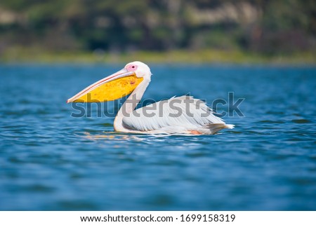 Great white pelicans from Lake Naivasha