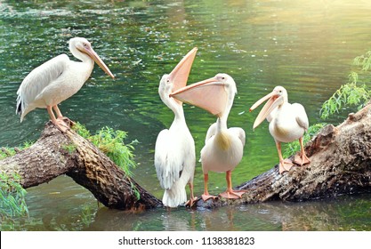 Great white pelicans sit on a tree. One pelican tells something, two pelicans are beautifully arched neck, and the fourth pelican silently watches what is happening. Funny birds.