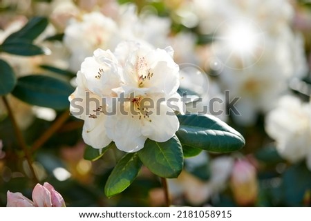 Great white rhododendron decorum or fauriei flowers growing in a garden. Closeup of ericaceae species of plants with pure and soft petals blossoming and blooming in nature on a sunny day in spring
