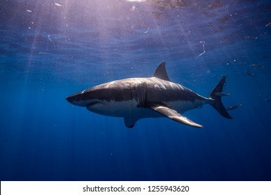 Great White Shark