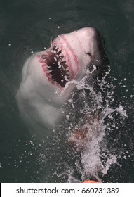 Great White Shark