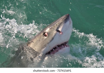 Great White Shark - Shutterstock ID 737415691