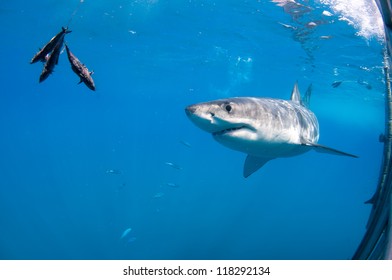 Great White Shark Approaching The Bait