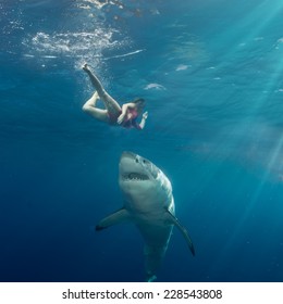 Great White Shark Attack Swimmer