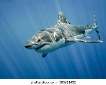 The great white shark in the big blue