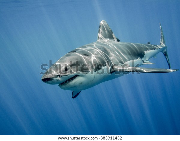 大きな青の中の大きな白いサメ の写真素材 今すぐ編集