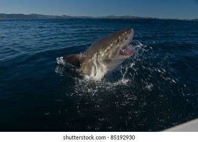 Great White Shark Breaching, Gansbaai, South Africa