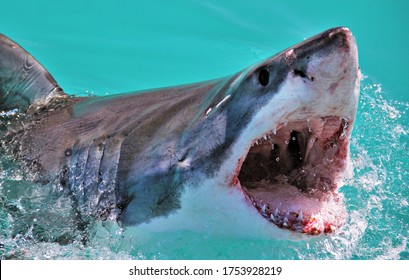 Great White Shark Breaching The Surface With Mouth Open