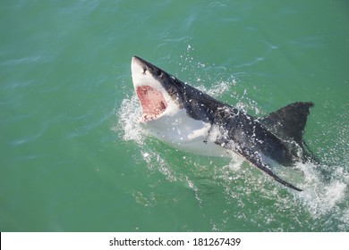 A Great White Shark breaching the water with its mouth open - Shutterstock ID 181267439
