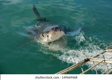 Great White Shark By Cage Diving Boat, South Africa