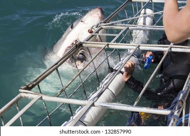 Great White Shark Cage Diving, South Africa