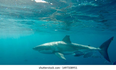 Great White Shark. Cage Diving, Neptune Islands South Australia