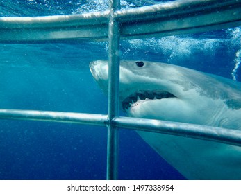 Great White Shark. Cage Diving, Neptune Islands South Australia