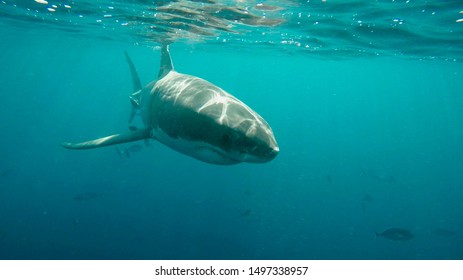 Great White Shark. Cage Diving, Neptune Islands South Australia