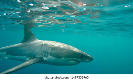 Great White Shark. Cage Diving, Neptune Islands South Australia