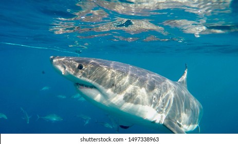 Great White Shark. Cage Diving, Neptune Islands South Australia