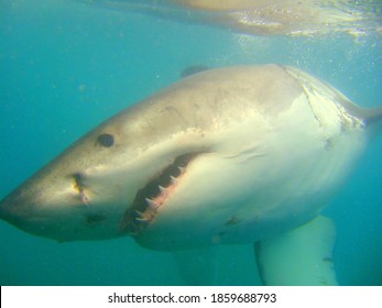 Great White Shark Cage Diving