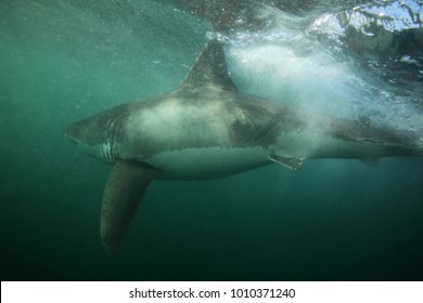 Great White Shark, Carcharodon Carcharias, With Rake Marks From An Orca Or Killer Whale, Orcinus Orca, On The Side, False Bay, South Africa, Atlantic Ocean