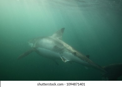 Great White Shark, Carcharodon Carcharias, With Rake Marks From An Orca Or Killer Whale, Orcinus Orca, On The Side, False Bay, South Africa, Atlantic Ocean