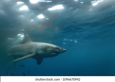 great white shark, Carcharodon carcharias, Neptune Islands, South Australia, Indian Ocean