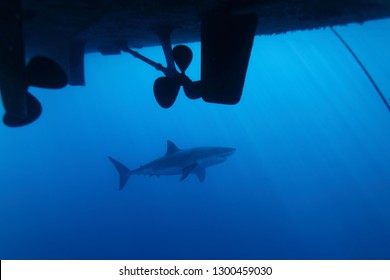 great white shark, Carcharodon carcharias, swimming below the hull,  Isla Guadalupe, Mexico, Pacific Ocean
