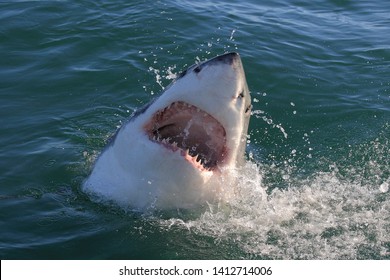 great white shark, Carcharodon carcharias, surfacing with the head out of the water and the mouth wide open, False Bay, South Africa, Atlantic Ocean - Shutterstock ID 1412714006