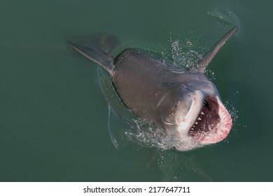 Great White Shark, Carcharodon Carcharias, Surfacing With The Head Out Of The Water And The Mouth Wide Open Off Gansbaai, South Africa