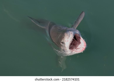 Great White Shark, Carcharodon Carcharias, Surfacing With The Head Out Of The Water And The Mouth Wide Open Off Gansbaai, South Africa