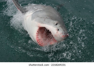 great white shark, Carcharodon carcharias, surfacing with the head out of the water and the mouth wide open off Mossel Bay, South Africa - Shutterstock ID 2218269231